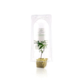 CLONE GUY - Plant - Frosty Bacio - TC - Clone