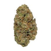 Coastal Sun | OCal | Oasis | 14g