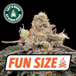CT Kush Cake Fun Size Budz