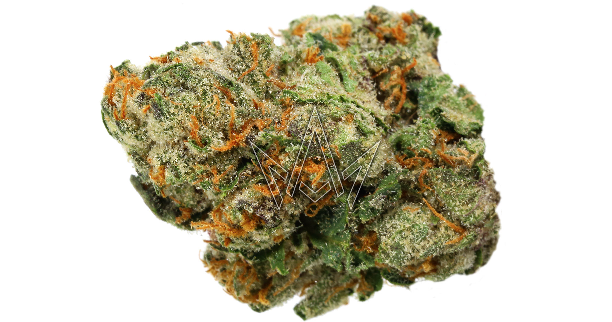 Preferred Gardens: Gelato 41