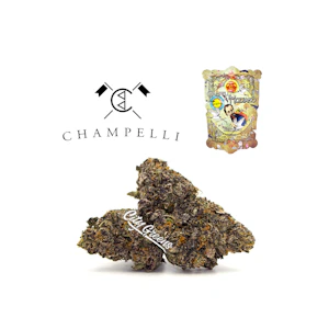 Champelli - Modiano - Indoor - 1/8th [Champelli]