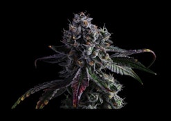 Blue Face - 3.5g (IH) - Fig Farms