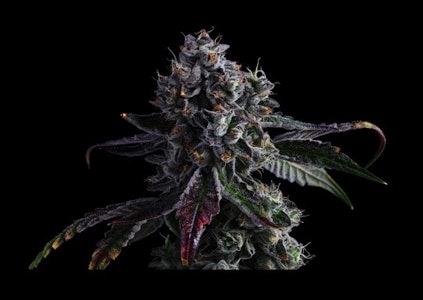 FIG FARMS - Jokerz - 3.5g (IH) - Fig Farms