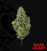 Grandma's House Flower - 14g