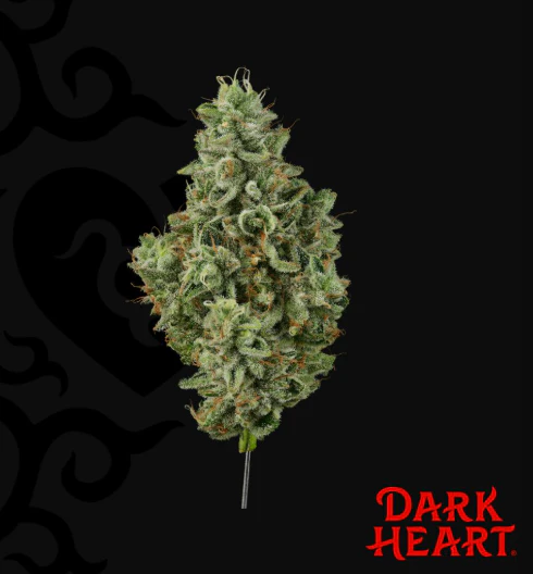 Dark Heart - Grandma's House Flower - 14g Main Image