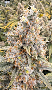 Victory Farms - [REC] Victory Natural Farms | Acapulco Gold | 7g Smalls