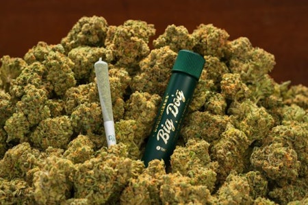 Dogwalkers - GMO Big Dogs | Infused Pre-roll | 1g | Dogwalkers