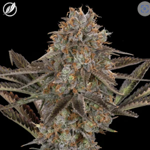 CT Pharma - Dos Mendos Flower H 25613