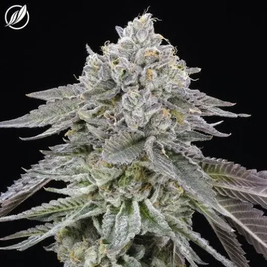 CT Pharma - Dosilato Flower I 26453 Main Image