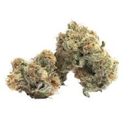 Watermelon Mimosa | Freedom Green Farms | Bulk Flower