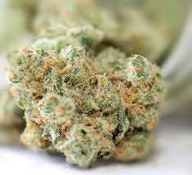 Durban Mintz | Freedom Green Farms | Bulk Flower