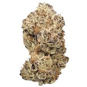 Devil in a Blue Dress | Ghost | Bulk Flower