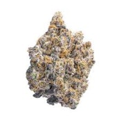 Animal Sorbet | Common Citizen | Bulk Flower
