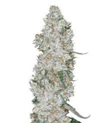 Cap Junky | Society C | Bulk Flower