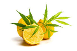 Froot Lemon gummies 1:1 (THCv/VEGAN/GF) 100mg