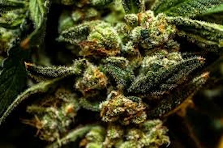 ELECTRALEAF - ELECTRALEAF: VAN DAMME | 3.5G | [H]