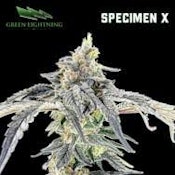 [REC] Green Lightning | Specimen X | 3.5g Flower