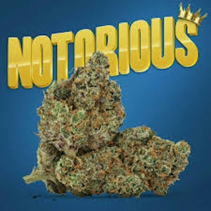 HIGH GRADE FARMS - High Grade Notorious