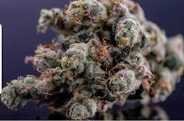 Double Solo Burger (Aeroponics)
