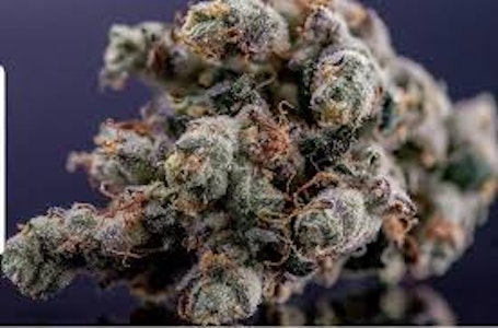 ALL WAYS AEROPONICS - Double Solo Burger (Aeroponics)