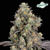 Durban Stardawg Flower H 27055