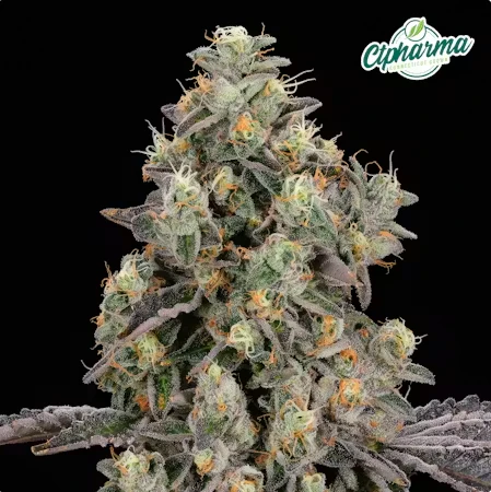 CT Pharma - Durban Stardawg Flower H 27055 Main Image