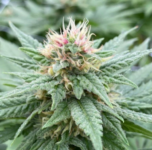 PURPLE CITY GENETICS - Bubba Diagonal - (IH) - Purple City Genetics