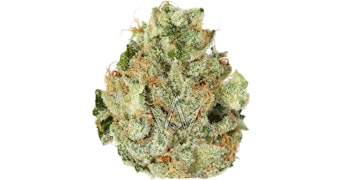 Cannabiotix - Tropicanna - 14g