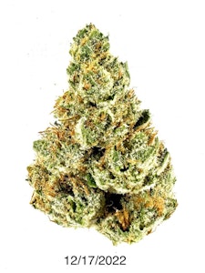 PROHIBITION 37 - P37 - Dark Rainbow