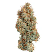 Super Lemon Haze - 3.5g - Happy Valley