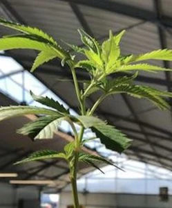 Pacific Reserve - Grease Monkey Clone - Pacific Reserve