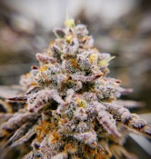 LOCAL LEAF - PURPLE ICE WATER B BUDS 7 GRAMS
