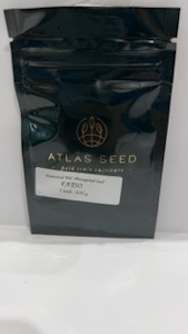 Atlas Seeds - Fatso 5 Pack Seeds - Atlas Seeds