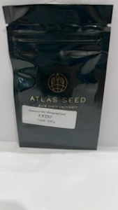 Fatso 5 pack seeds - Atlas Seeds
