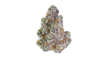 Maven Genetics - 3.5g - Blue Lotus
