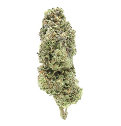 Buzzed - Gelato Jet Fuel (7g) Main Image