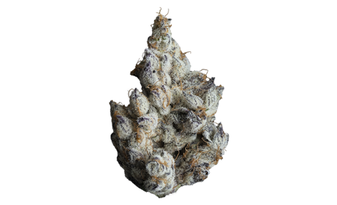 MAVEN GENETICS - Maven Genetics - 3.5g - FKAFL