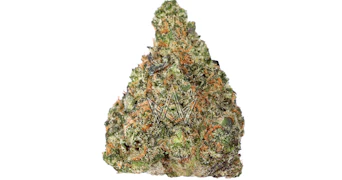 Maven - Key Lime Jack - 3.5g