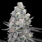 Aether Fields | Area 54 3.5g (Indica) - Premium Indoor Flower