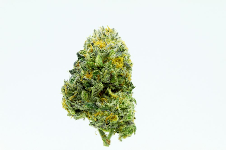 SF Cultivators - Shockwave - 1g (S) - SF Cultivators