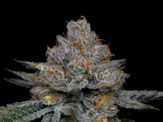 Ball Family Farms - Ferris Bueller - 4g Flower Mylar