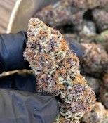 Forbidden Fruit | Giving Tree Gardens | Bulk Flower