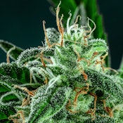 Maui True Blood - 14g - Blue Collar Botany