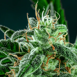 Glorious Cannabis - First Class Funk - 14g - Glorious Cannabis