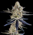 Product Preview Image 3