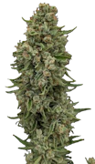 Mischief | Pre-Packaged 3.5g Flower | Frodo Squeeze
