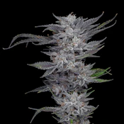 Oregon Roots | Obama Kush