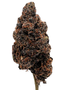 True Genetics - True Genetics | Galactic Nerdz | 3.5g