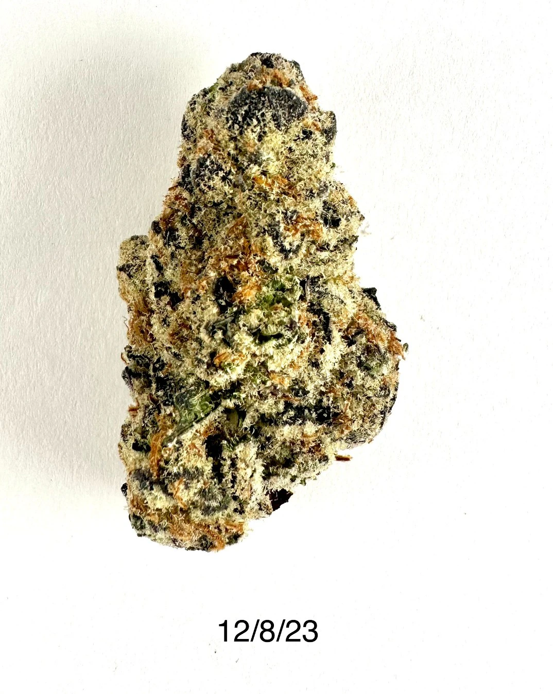 PROHIBITION 37 - P37 - Glitter Bomb Main Image