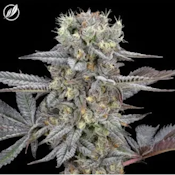 GMO Purps - CTP Flower I 25418